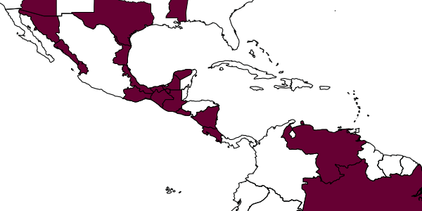 map of Jaliscoa grandis     (Burks, 1954)